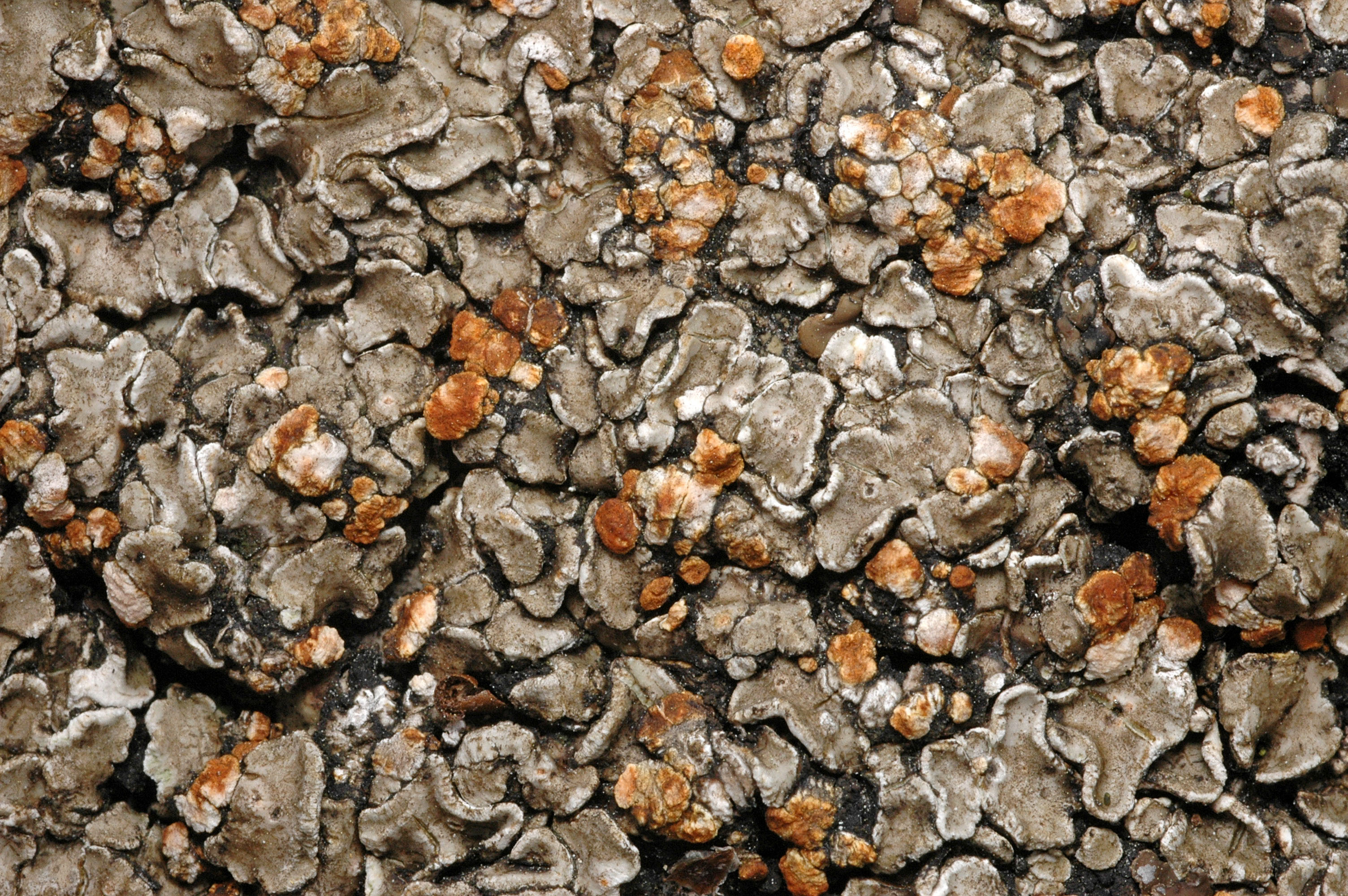 Представитель Семейства Psoraceae